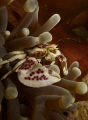 I love porcelain crabs, one of my favorites 